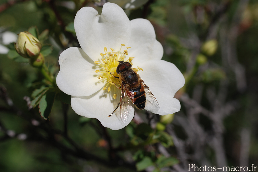 Eristalis pertinax